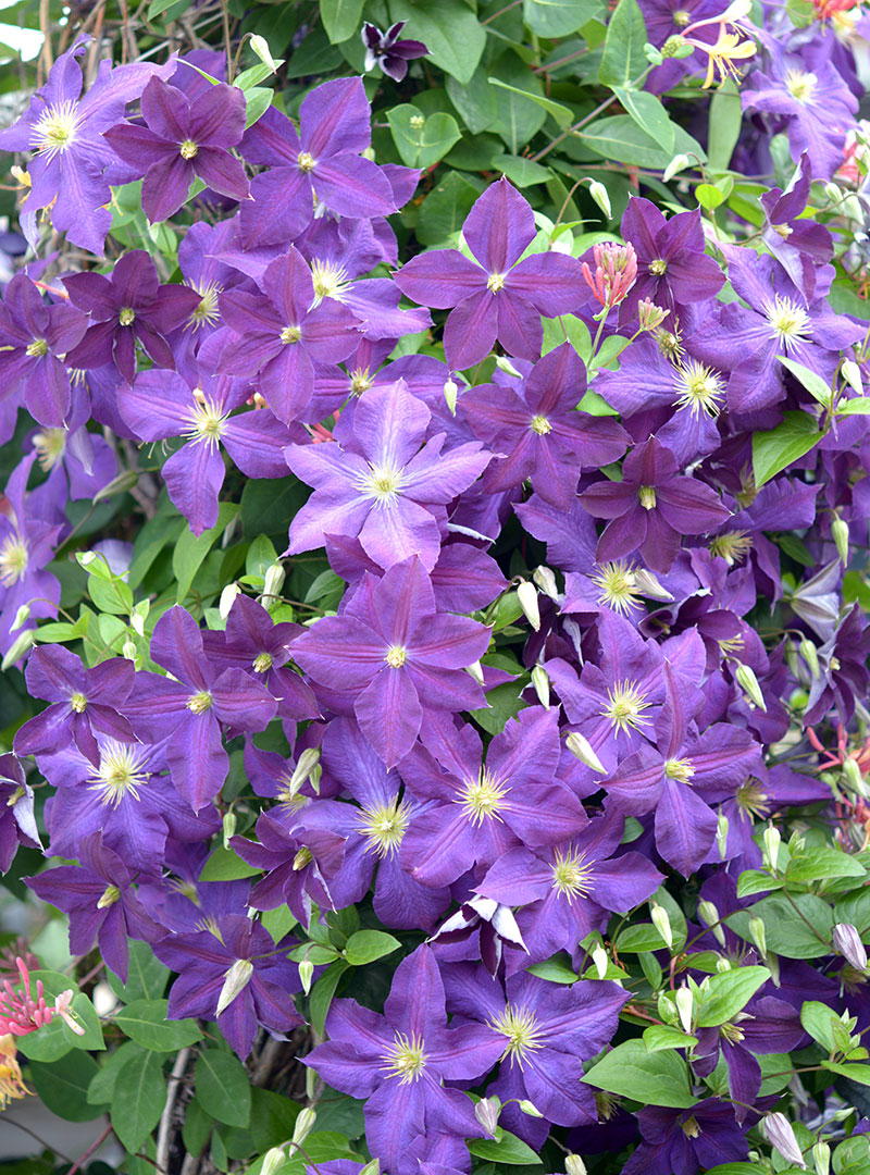 Wholesale Clematis Milwaukee | Clematis Planting & Pruning Midwest