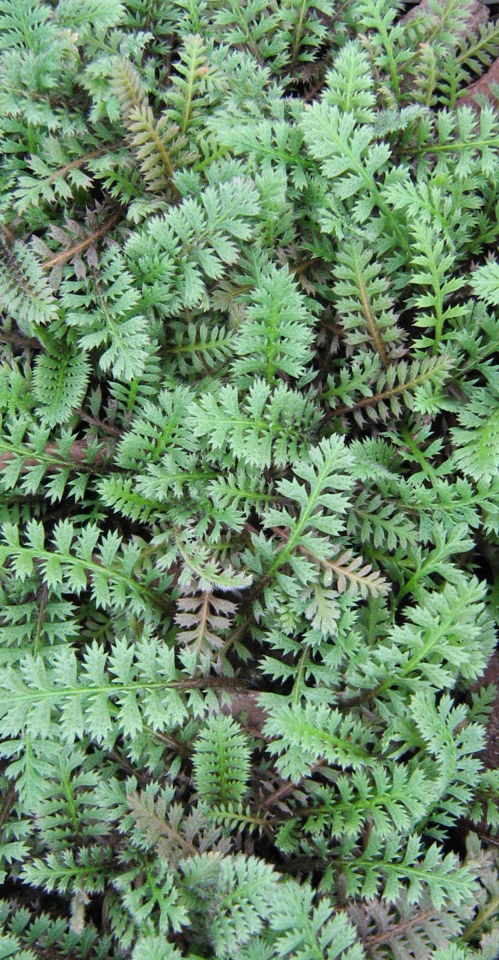 Leptinella squalida Brass Buttons