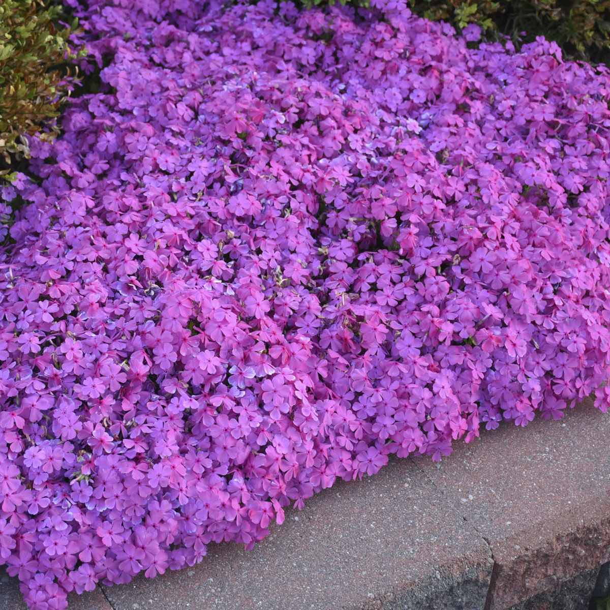 Drummond’s Pink Creeping Phlox - W. & E. Radtke