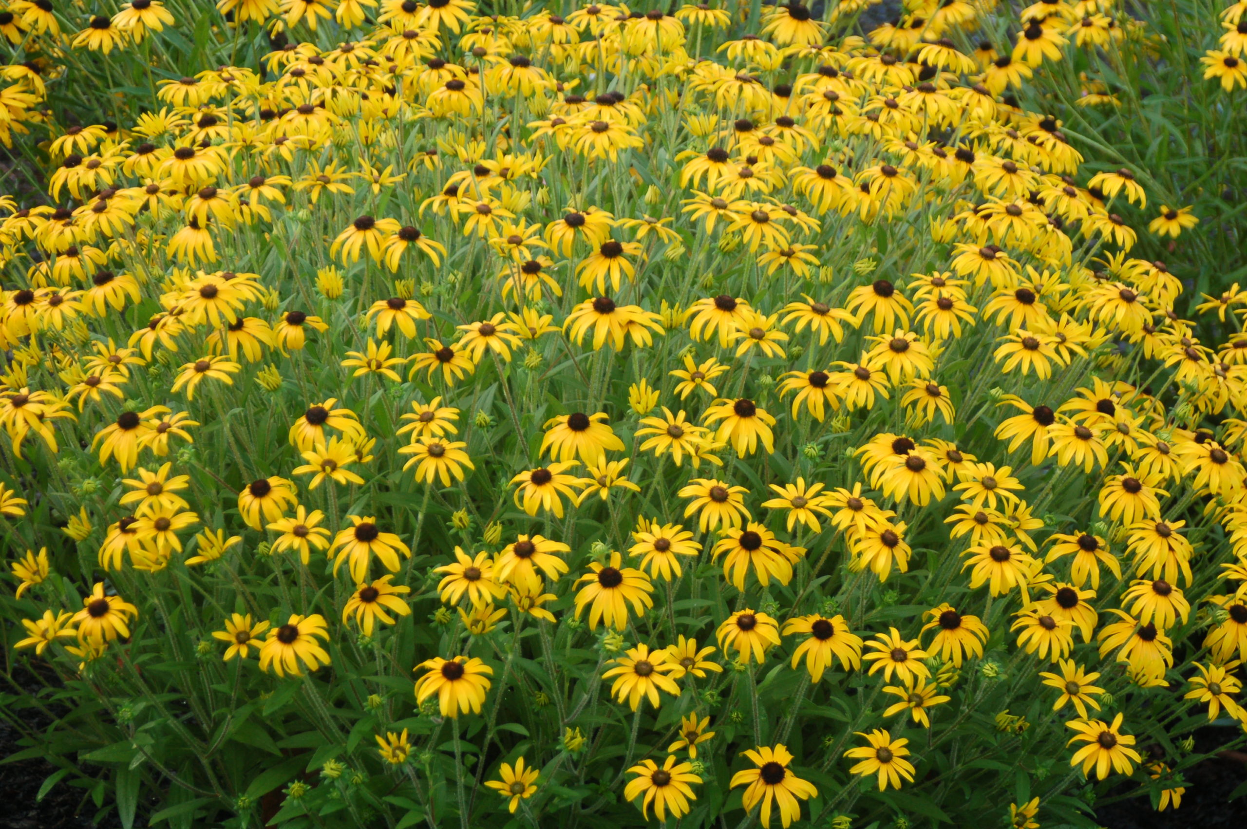 American Gold Rush Showy Coneflower - W. & E. Radtke