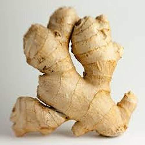 Zingiber officinale (Ginger Root)
