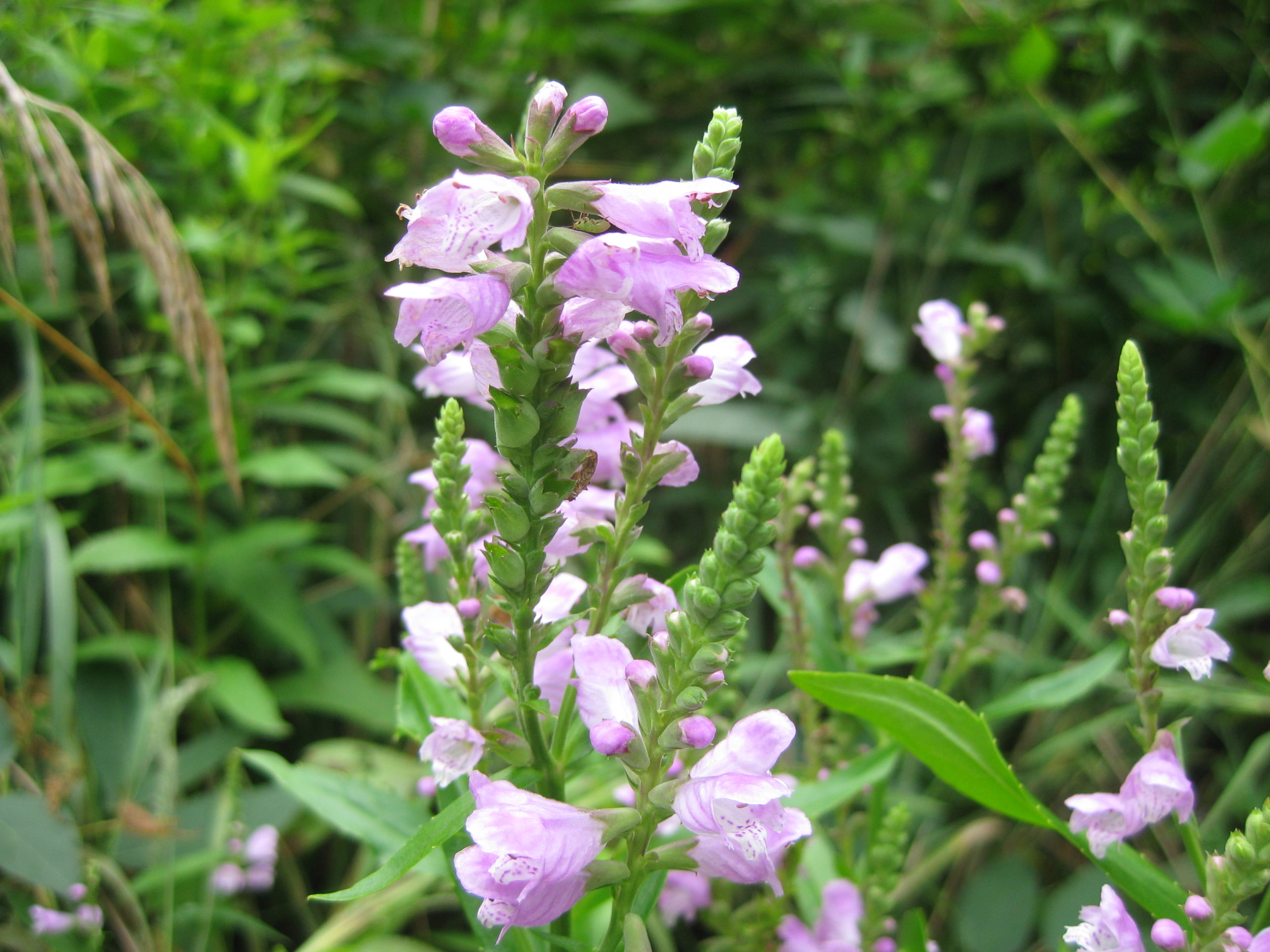 obedient-plant-w-e-radtke