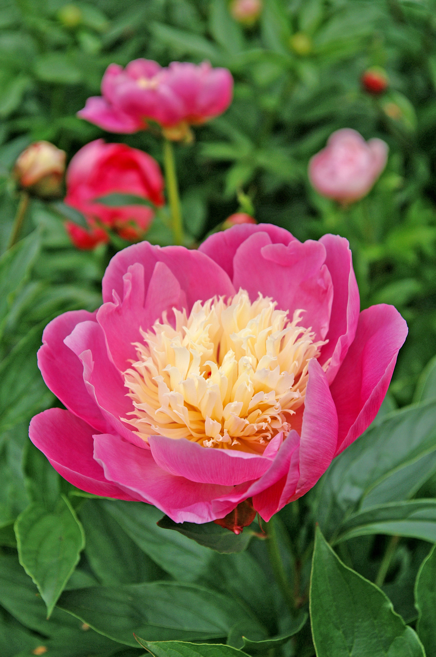 Bowl of Beauty Peony - W. & E. Radtke