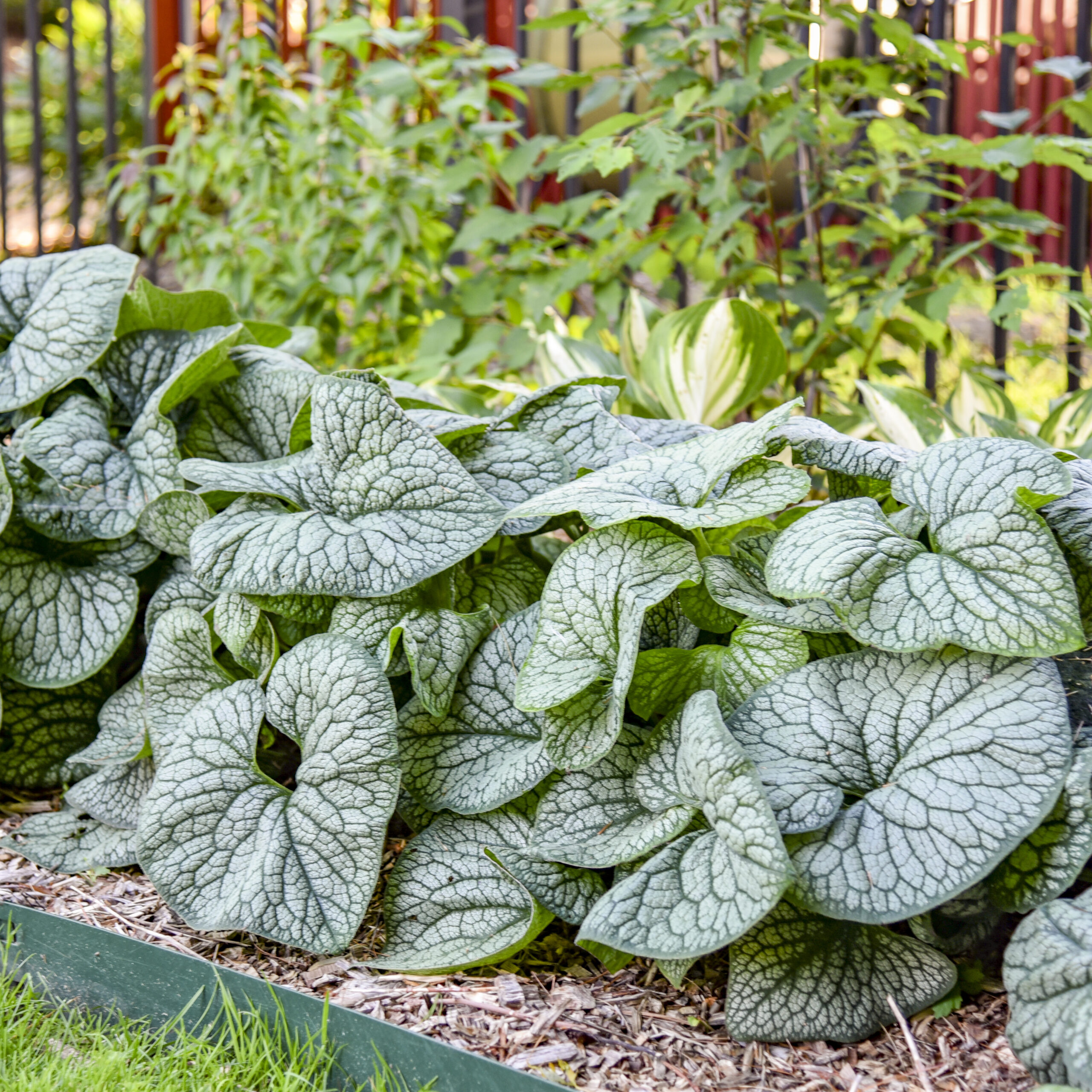 Jack of Diamonds Brunnera - W. & E. Radtke
