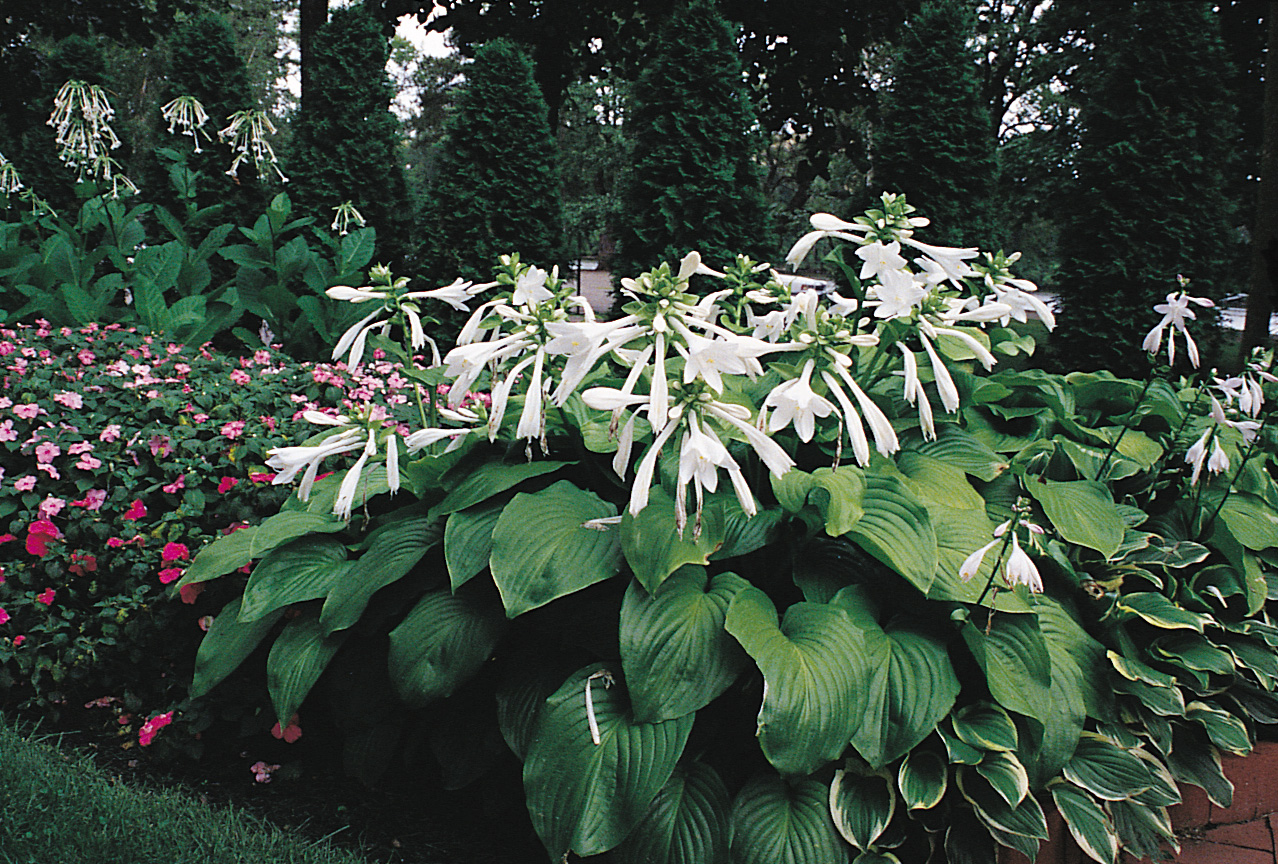 August Lily - W. & E. Radtke